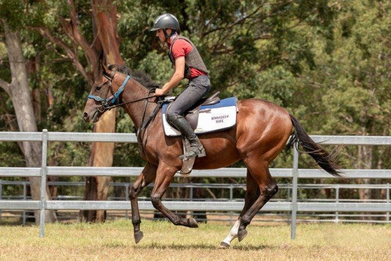 CRITERION x EXCELEINE Yearling Colt with GAI and ADRIAN